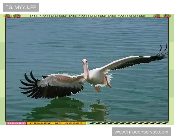 围绕鹈鹕的生态智慧与生存之道